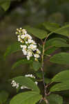 Chokecherry